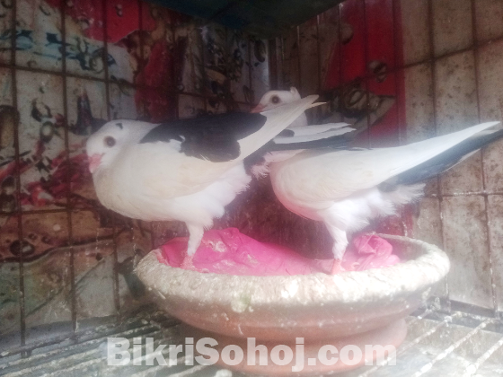 চুঁইঠাল কালদম